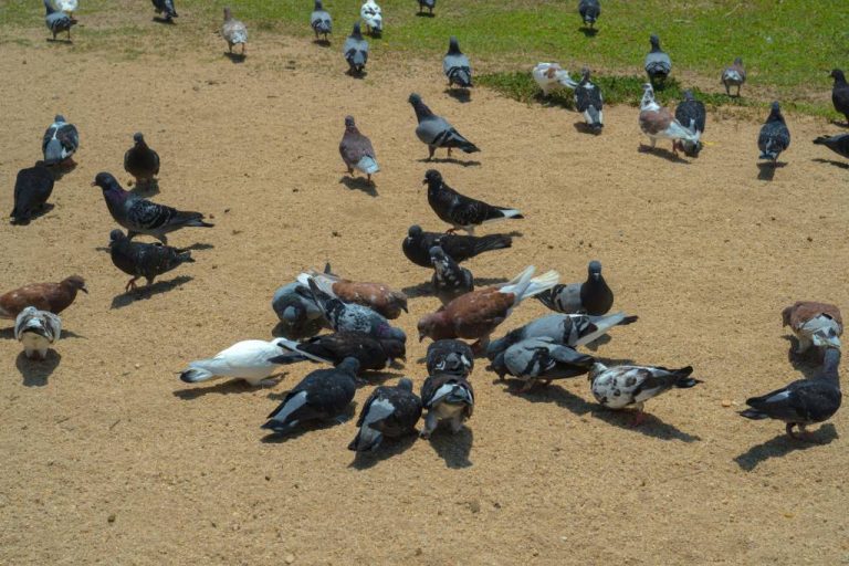 Dépigeonnage à paris : méthodes professionnelles et résultats durables