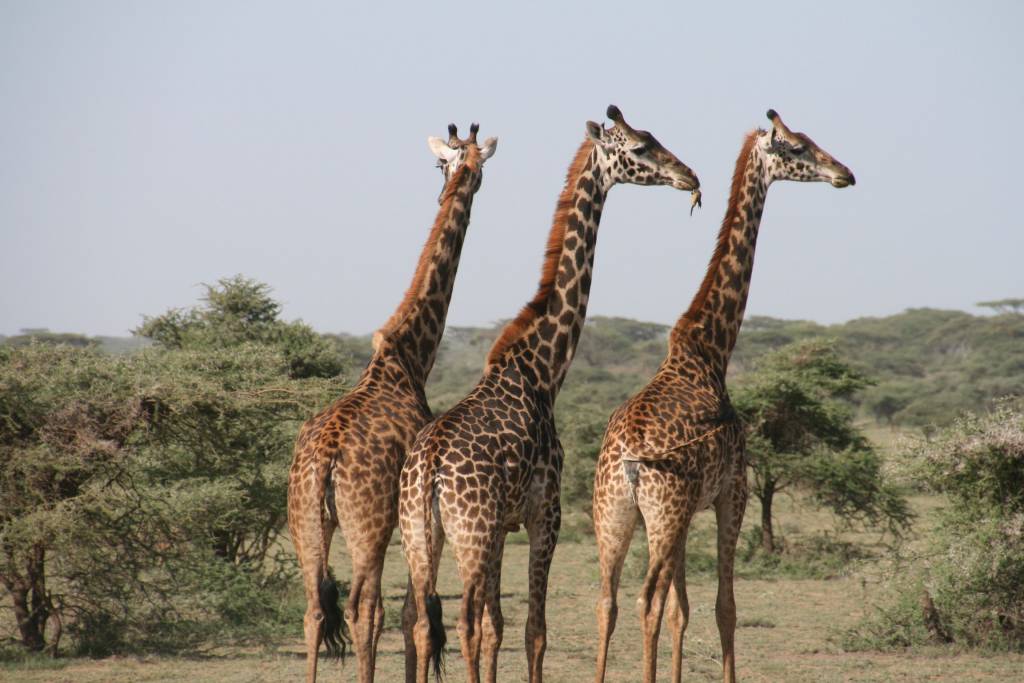 Pourquoi choisir l'agence Hors Piste Tanzanie pour organiser son safari